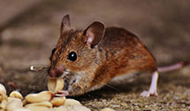 24 Hour & Emergency Exterminators in Lyons, CO
